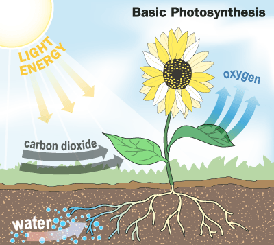 photosyntheses1_0.gif